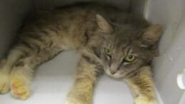 A gray tabby cat inside a cage, looking lonely