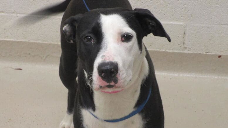 A black/white pit bull type with a blue leash