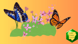 A drawing of a garden with butterflies
