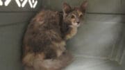 A muted calico cat inside a cage, looking shy