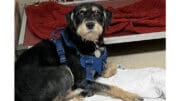 A tri-color terrier with a blue leash, looking sad