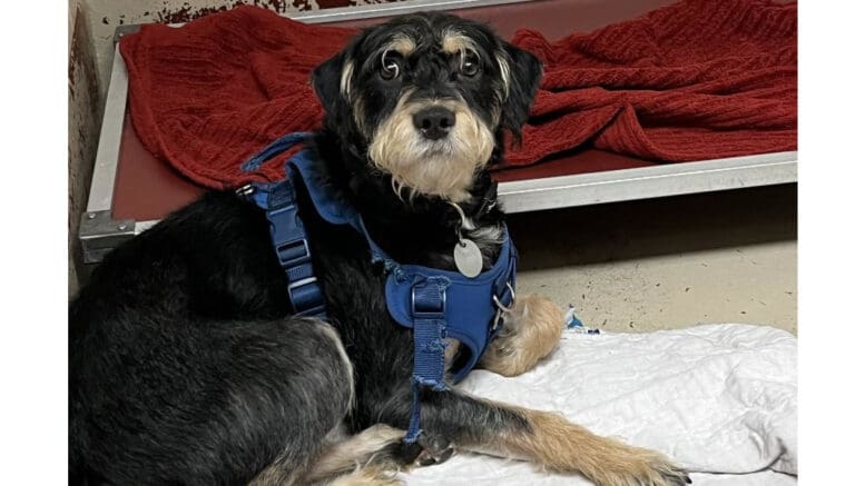 A tri-color terrier with a blue leash, looking sad