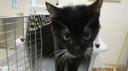 A black/white kitten going outside from a cage