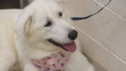 A white great pyrenees looking happy