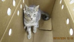 A tabby/white cat inside a box