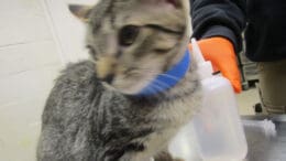 A tabby kitten with a blue leash, looking at the side