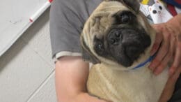 A black/tan pug held by someone behind