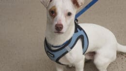 A white/brown chihuahua with a blue leash, looking at the camera