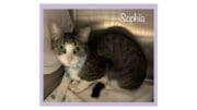 A tabby/white cat inside a cage, looking shy