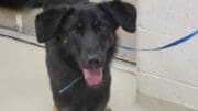 A black/tan shepherd with a blue leash and tongue's out