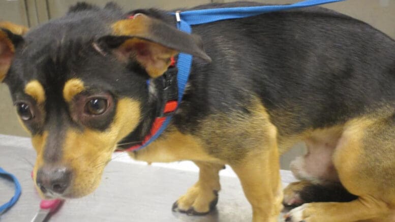 A tri-color mixed breed dog with a blue leash, looking sad