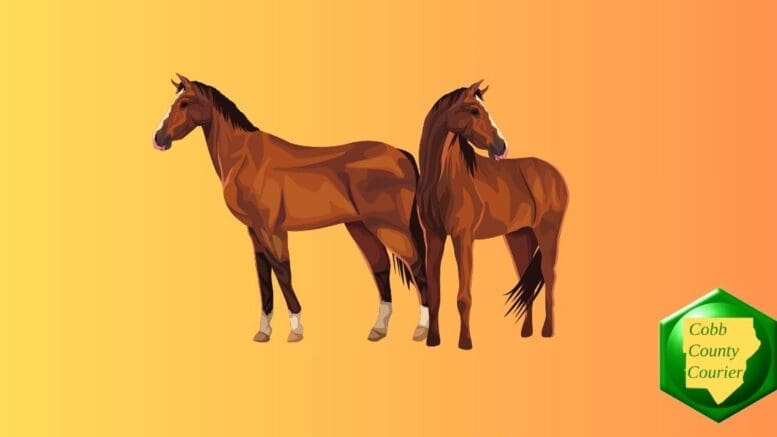 Two chestnut horses standing