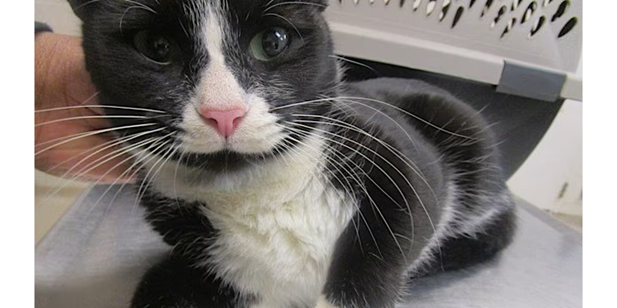 "My name is Nuria, and I'm anxious to move into a loving home!" - Cobb ...