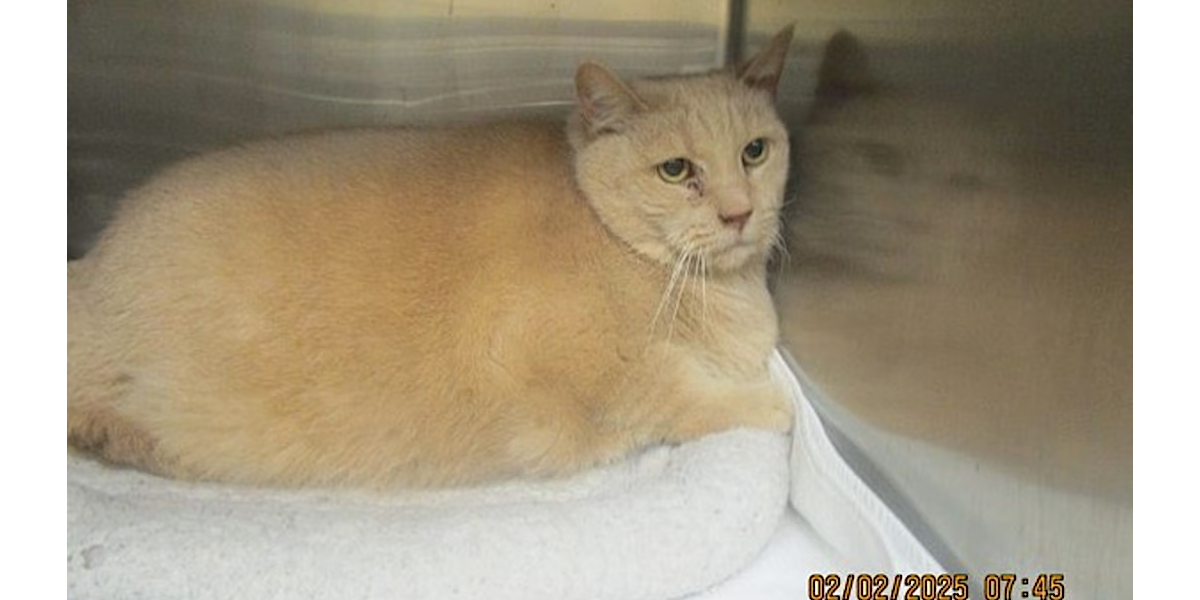 "I'm Buffy, and I am a very large kitty in need of a loving home