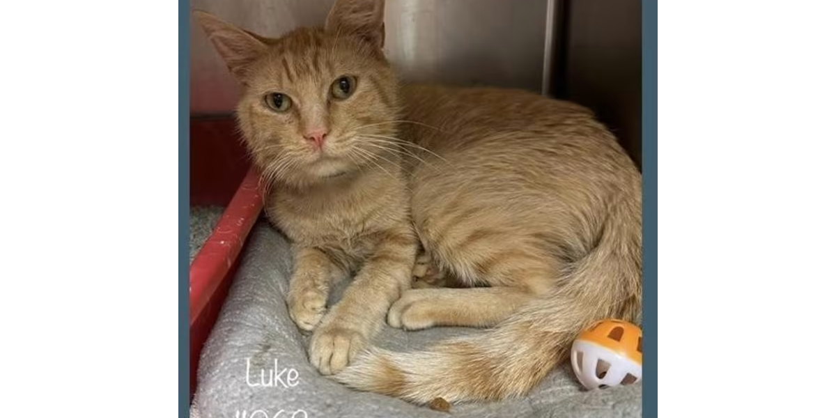"My name is Luke. Are you here to adopt me?" Cobb Courier