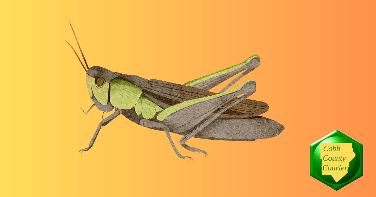 Would you eat a grasshopper? In Oaxaca, it's been a tasty